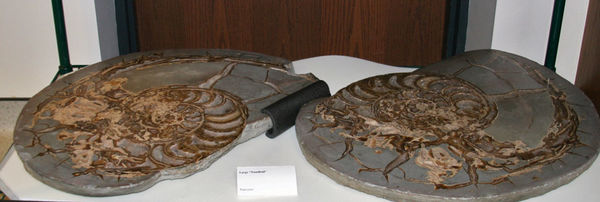 Fossil Collections